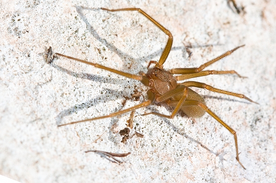 Loxosceles rufescens  da Malta